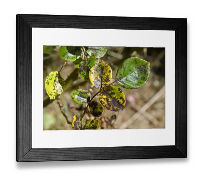Framed Print : Rose spot, Diplocarpon rosae, a fungal disease on rose leaves in summer Framed Print : Rose spot, Diplocarpon rosae, a fungal disease on rose leaves in summer