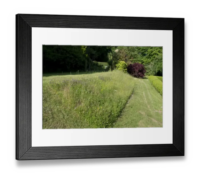 Framed Print : Wildflower bank in garden with self-heal, clover, yarrow, hawkbits, grasses and other plants to attract insects Framed Print : Wildflower bank in garden with self-heal, clover, yarrow, hawkbits, grasses and other plants to attract insects