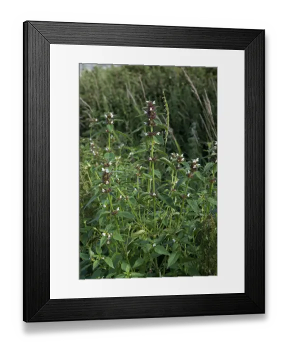 Framed Print : A group of common hemp-nettle, Galeopsis tetrahit, plants at the end of their flowering on the Axe Estuary Wetlands