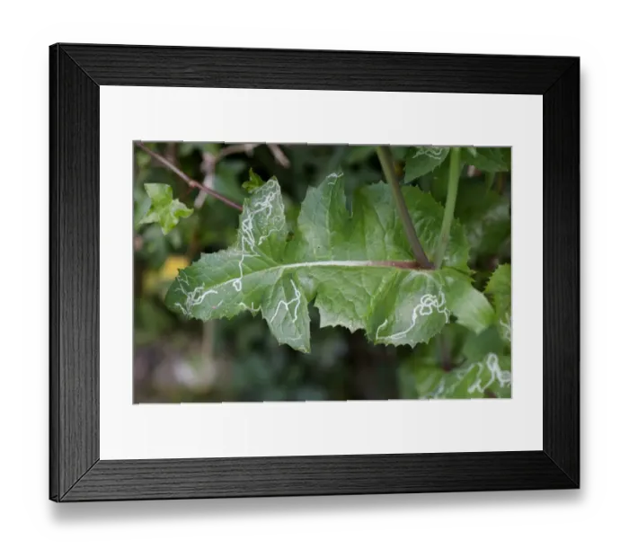 Framed Print : Leaf mines of agromyzid leaf miner larvae in the leaves of smooth sow-thistle, Sonchus oleraceus Framed Print : Leaf mines of agromyzid leaf miner larvae in the leaves of smooth sow-thistle, Sonchus oleraceus
