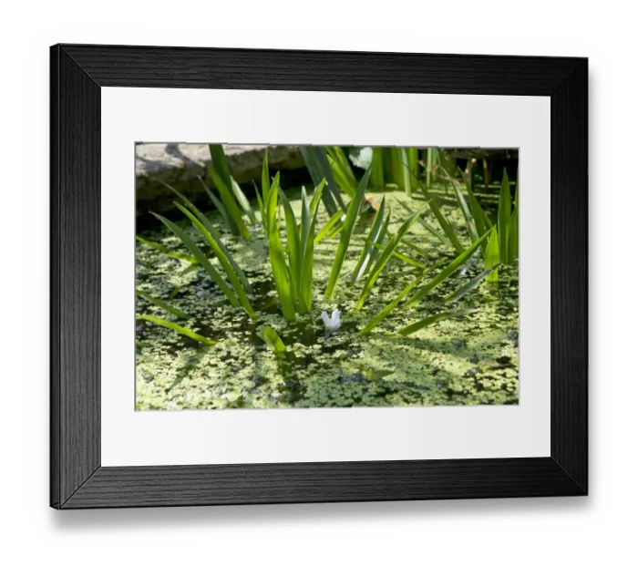 Framed Print : Water soldier, Stratiotes aloides, flowering plants with lesser duckweed in ornamental pond Framed Print : Water soldier, Stratiotes aloides, flowering plants with lesser duckweed in ornamental pond