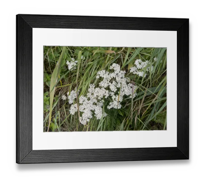 Framed Print : Flowering yarrow plant, Achillea millefolium, in a grass meadow Framed Print : Flowering yarrow plant, Achillea millefolium, in a grass meadow
