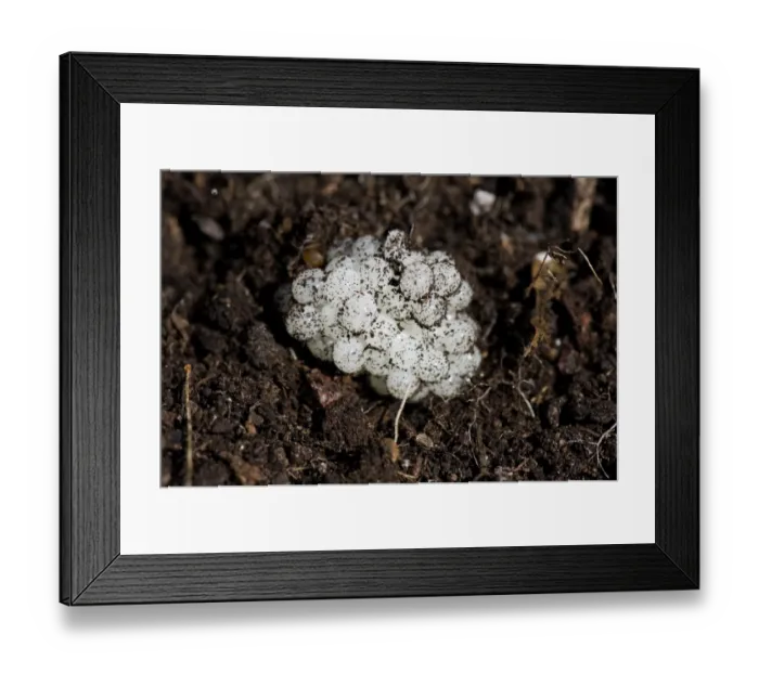 Framed Print : Garden Snail (Helix aspersa) eggs in soil Framed Print : Garden Snail (Helix aspersa) eggs in soil