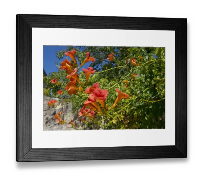 Framed Print : Trumpet creeper, Campsis radicans, flowering in a French garden Framed Print : Trumpet creeper, Campsis radicans, flowering in a French garden