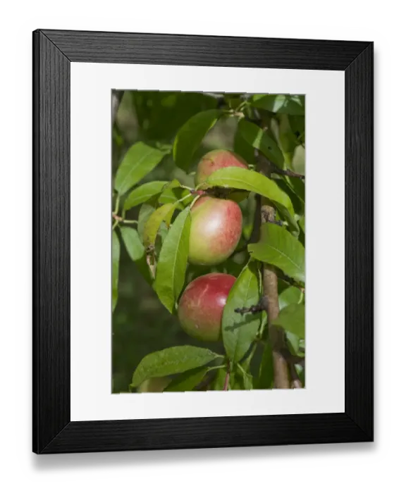 Framed Print : Immature nectarine fruit on the tree, Gironde, France