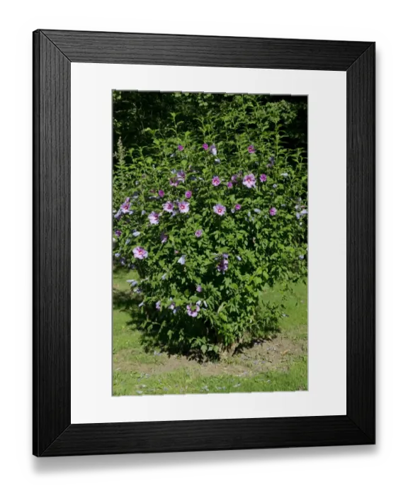 Framed Print : Woody Mallow (Hibiscus syriacus) flowering, on the banks of the Dordogne, Gironde, France Framed Print : Woody Mallow (Hibiscus syriacus) flowering, on the banks of the Dordogne, Gironde, France