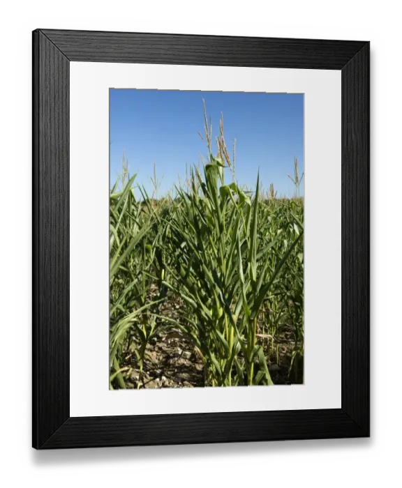 Framed Print : Maize plants with curled and wilted leaves on a hot summer day in Gironde, France Framed Print : Maize plants with curled and wilted leaves on a hot summer day in Gironde, France