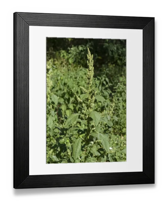 Framed Print : Common amaranth or pigweed, Amaranthus retroflexus, flowering Framed Print : Common amaranth or pigweed, Amaranthus retroflexus, flowering