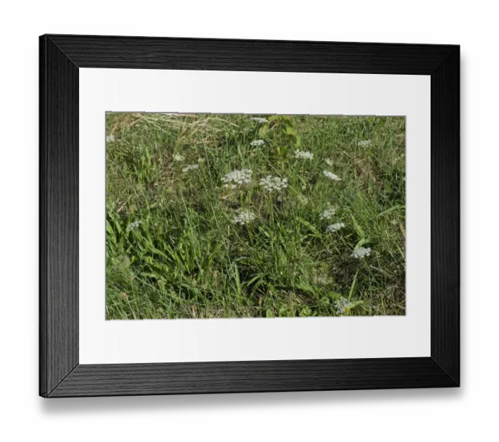 Framed Print : Wild carrot, Daucus carota, flowering in wild grassland in France