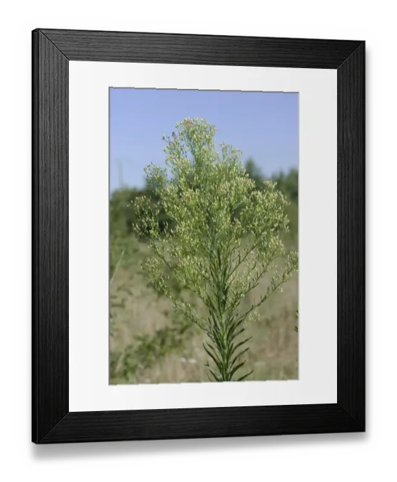 Framed Print : Canadian fleabane, Conyza canadensis, flowering, Gironde, France, August Framed Print : Canadian fleabane, Conyza canadensis, flowering, Gironde, France, August