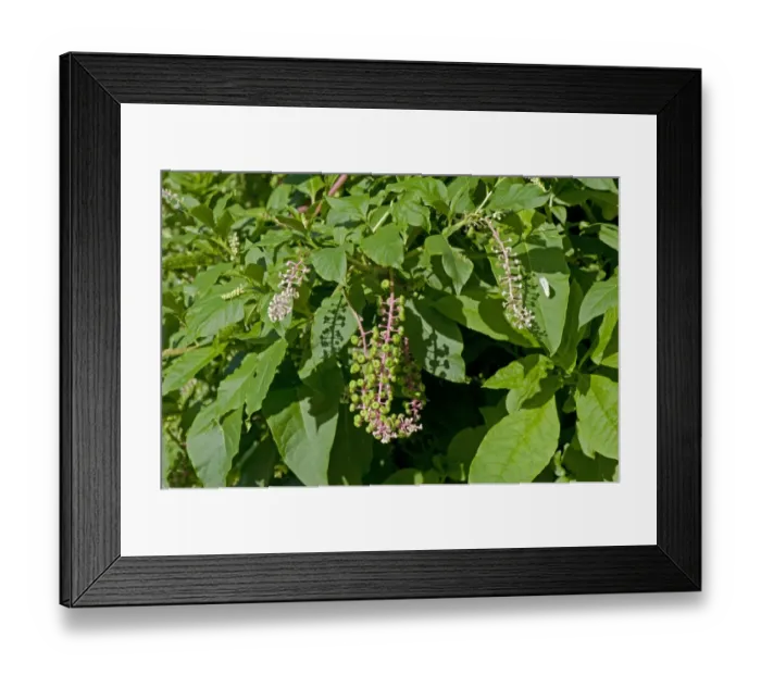 Framed Print : American pokeweed, Phytolacca americana, an invasive species of plant used originally for dye Framed Print : American pokeweed, Phytolacca americana, an invasive species of plant used originally for dye