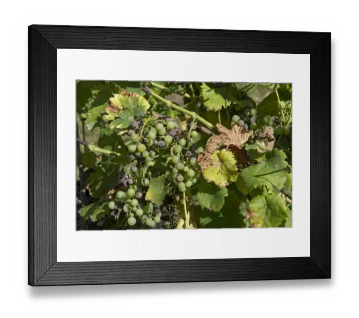 Framed Print : Noble rot or grey mould, Botrytis cinerea, on maturing grapes on the vine with evidence of a fungicidal spay deposit Framed Print : Noble rot or grey mould, Botrytis cinerea, on maturing grapes on the vine with evidence of a fungicidal spay deposit