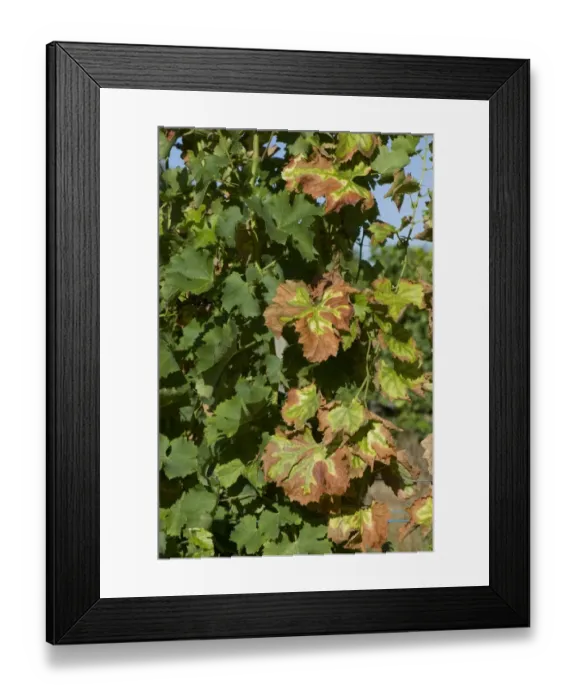 Framed Print : Symptoms of magnesium deficiency on grapevines in fruit in gironde, France, August Framed Print : Symptoms of magnesium deficiency on grapevines in fruit in gironde, France, August