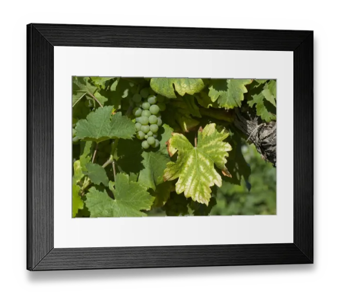 Framed Print : Symptoms of magnesium deficiency on grapevines in fruit in gironde, France, August Framed Print : Symptoms of magnesium deficiency on grapevines in fruit in gironde, France, August