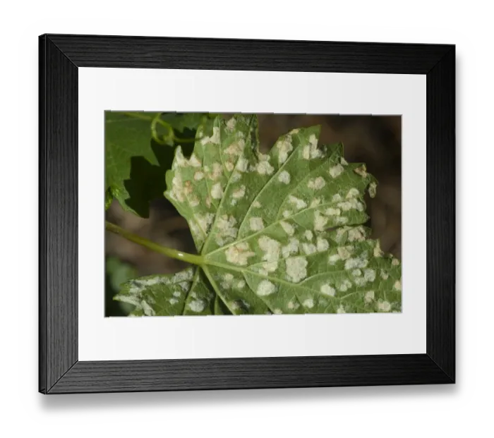 Framed Print : Grapevine blister mite, Colomerus vitis, white damage blisters on the lower surface of vine leaves in France