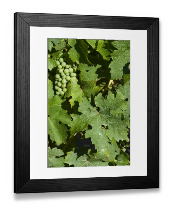 Framed Print : Dried deposit of sprayed fungicide on the leaves of a grapevine with maturing fruit Framed Print : Dried deposit of sprayed fungicide on the leaves of a grapevine with maturing fruit