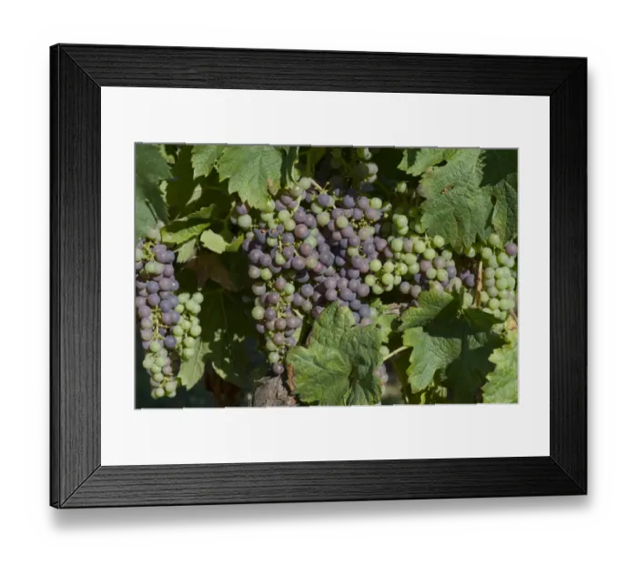 Framed Print : Dried deposit of sprayed fungicide on bunches of fruit and on the leaves of a grapevine Framed Print : Dried deposit of sprayed fungicide on bunches of fruit and on the leaves of a grapevine