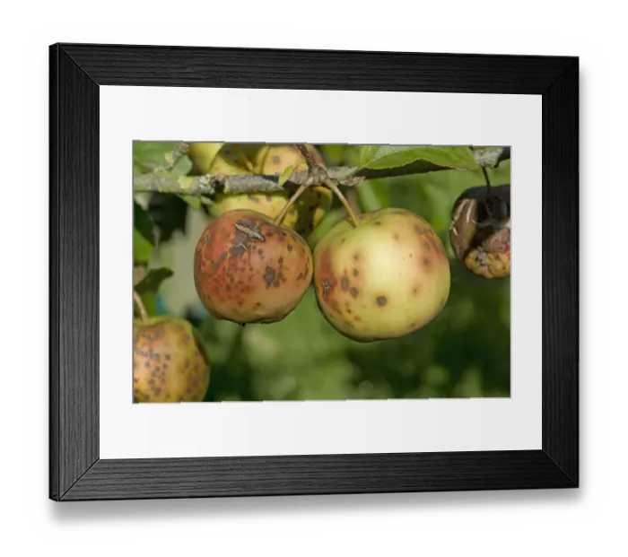 Framed Print : Golden delicious apples severely affected by apple scab, Venturia inaequalis Framed Print : Golden delicious apples severely affected by apple scab, Venturia inaequalis