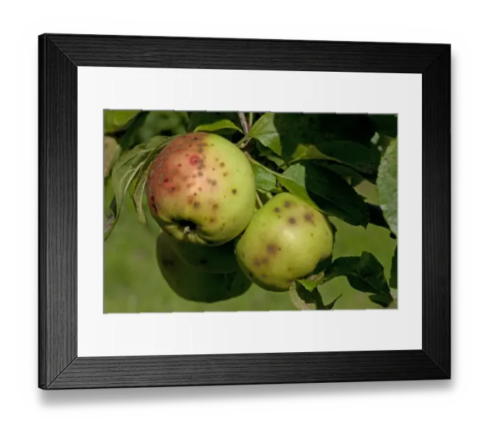 Framed Print : Apples severely affected by apple scab, Venturia inaequalis Framed Print : Apples severely affected by apple scab, Venturia inaequalis