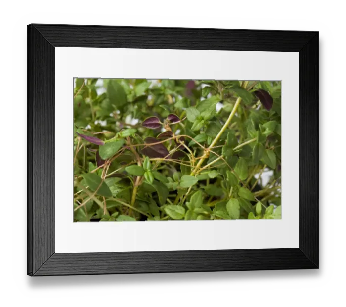 Framed Print : European dodder, Cuscuta europaea, a parasitic plant on a herd thyme plant in a pot