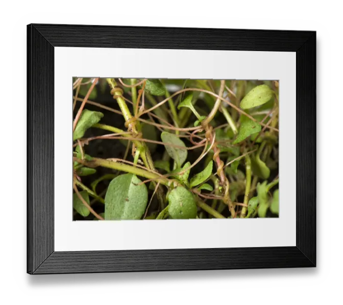 Framed Print : European dodder, Cuscuta europaea, a parasitic plant on a herd thyme plant in a pot Framed Print : European dodder, Cuscuta europaea, a parasitic plant on a herd thyme plant in a pot