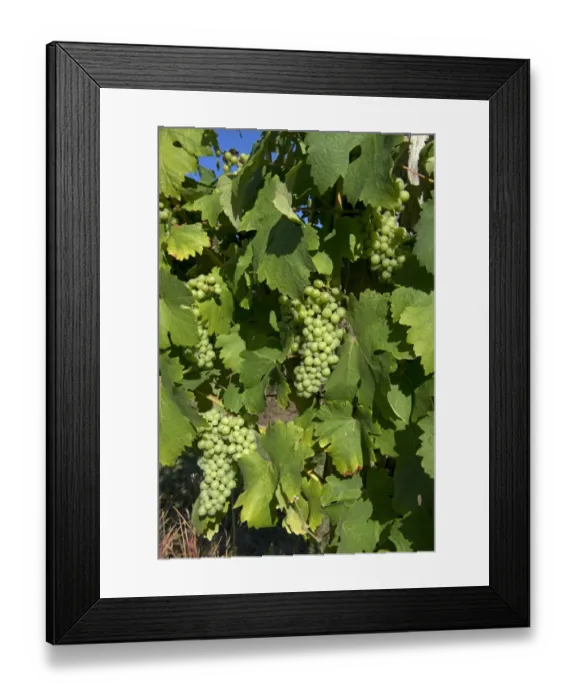 Framed Print : Maturing wine grapes on the vine, Gironde, France, August Framed Print : Maturing wine grapes on the vine, Gironde, France, August