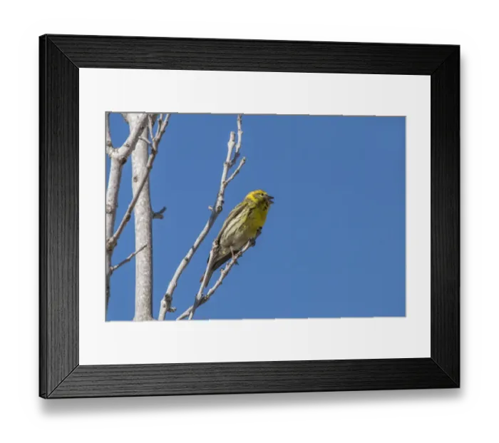 Framed Print : Male Serin singing - Spain Framed Print : Male Serin singing - Spain