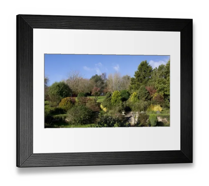 Framed Print : Colours in garden on bright autumn morning, Devon, England, November Framed Print : Colours in garden on bright autumn morning, Devon, England, November