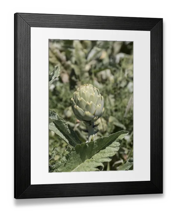 Framed Print : The globe artichoke (Cynara cardunculus var. scolymus) is a variety of a species of thistle cultivated as a food Framed Print : The globe artichoke (Cynara cardunculus var. scolymus) is a variety of a species of thistle cultivated as a food