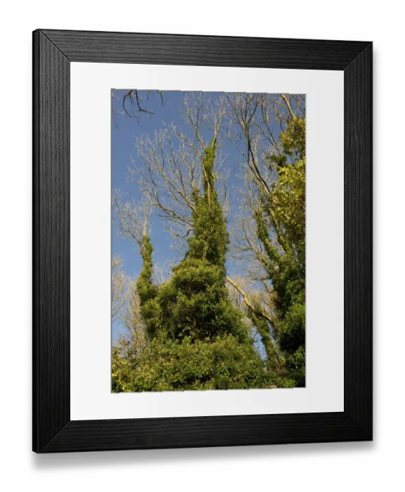 Framed Print : Common Ivy (Hedera helix) flowering around trunk of leafless ash tree in early winter, Devon, England, November