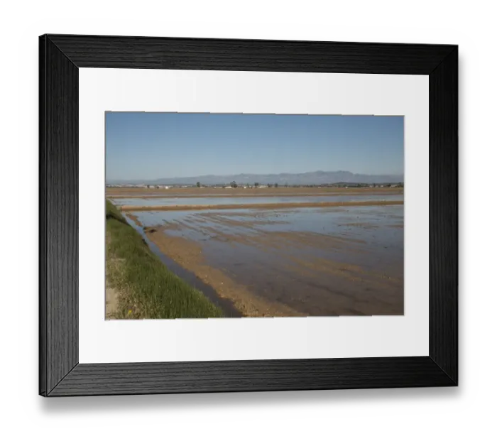 Framed Print : Rice fields in the Ebro Delta in the Province of Tarragona in northeastern Spain