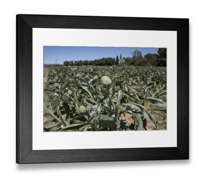 Framed Print : The globe artichoke (Cynara cardunculus var. scolymus) is a variety of a species of thistle cultivated as a food Framed Print : The globe artichoke (Cynara cardunculus var. scolymus) is a variety of a species of thistle cultivated as a food