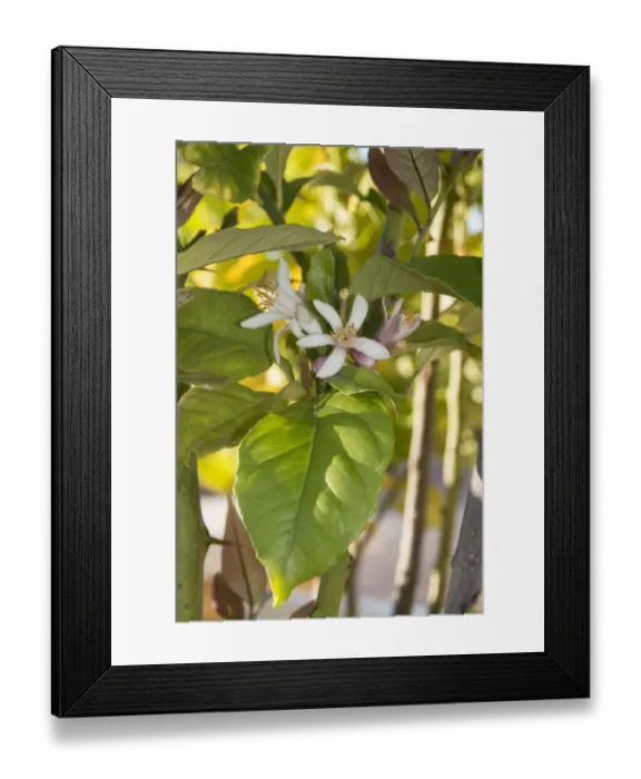 Framed Print : Flower and leaf of the Lemon Framed Print : Flower and leaf of the Lemon