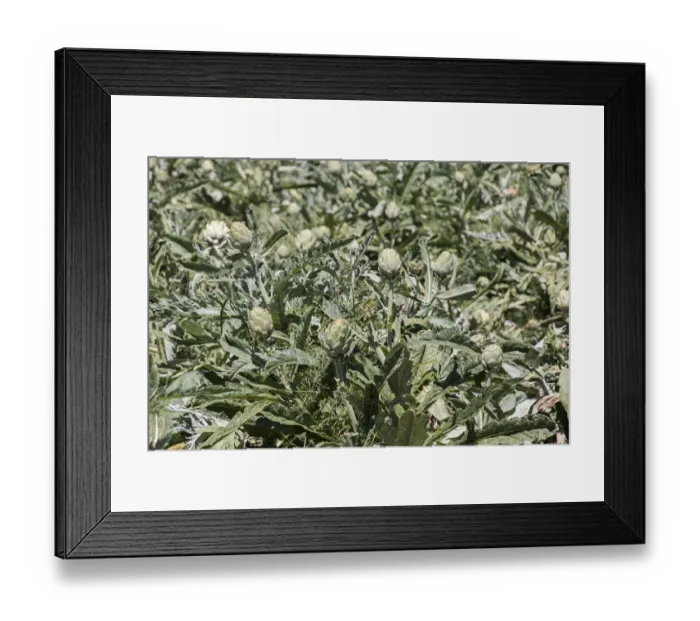 Framed Print : The globe artichoke (Cynara cardunculus var. scolymus) is a variety of a species of thistle cultivated as a food