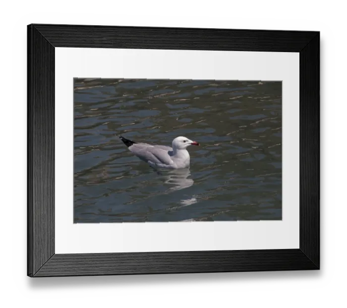 Framed Print : Audouins Gull on the Ebro delta, Spain Framed Print : Audouins Gull on the Ebro delta, Spain
