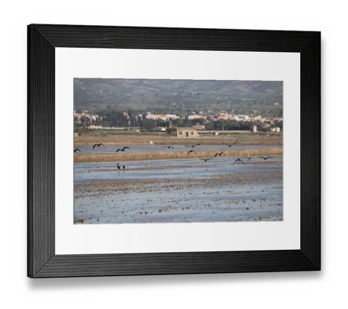 Framed Print : Glossy Ibis flying over Rice fields in the Ebro Delta in the Province of Tarragona in northeastern Spain Framed Print : Glossy Ibis flying over Rice fields in the Ebro Delta in the Province of Tarragona in northeastern Spain