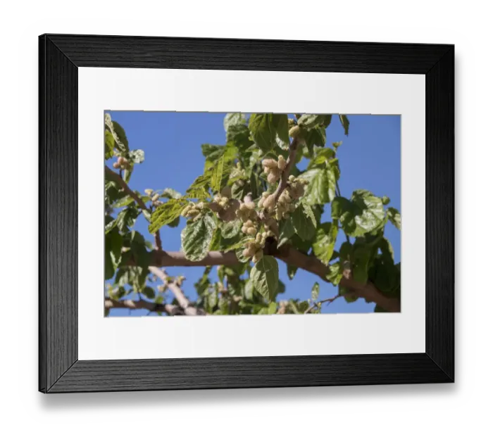 Framed Print : White Mulberry leaf and fruit - Spain Framed Print : White Mulberry leaf and fruit - Spain
