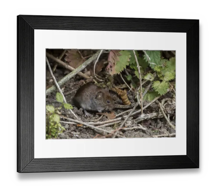 Framed Print : Bank Vole watching from hedgerow cover Framed Print : Bank Vole watching from hedgerow cover