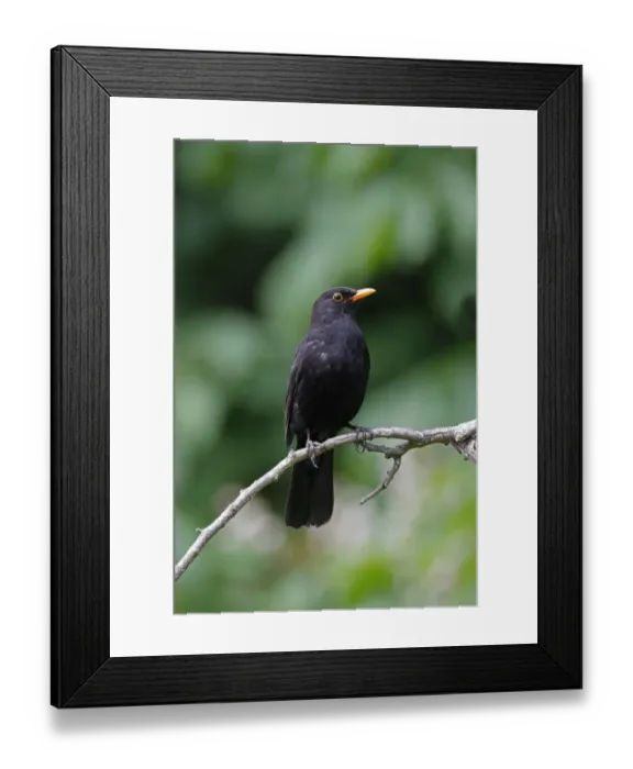 Framed Print : Male Blackbird in garden setting Framed Print : Male Blackbird in garden setting