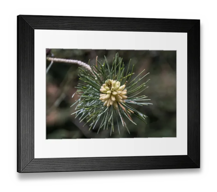Framed Print : Male cones and leaf of Shore or Beach Pine, Pinus contorta Framed Print : Male cones and leaf of Shore or Beach Pine, Pinus contorta