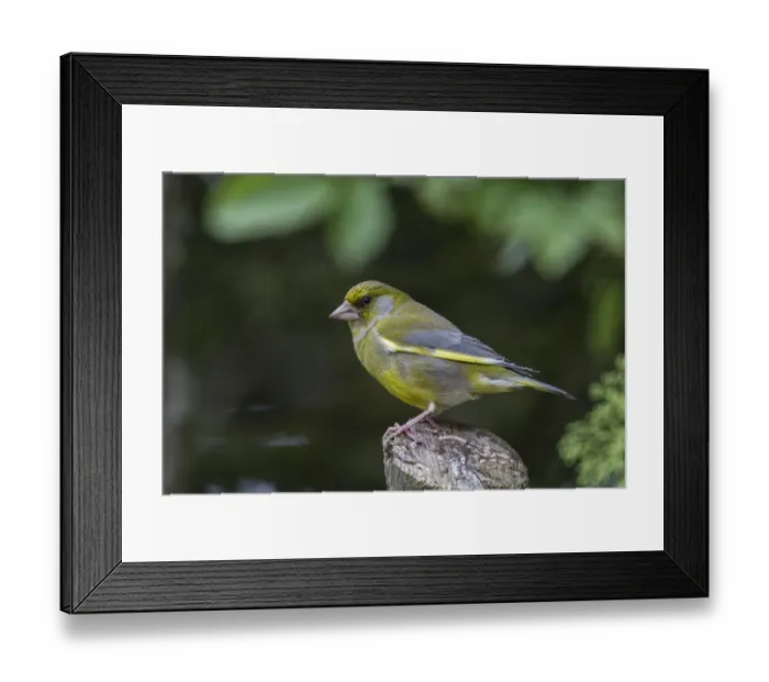 Framed Print : Greenfinch male, a common garden bird Framed Print : Greenfinch male, a common garden bird