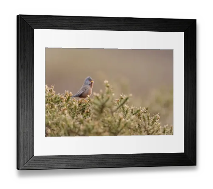 Framed Print : Dartford Warbler (Sylvia undata) adult male, singing, perched on gorse in heathland, North Wales, March Framed Print : Dartford Warbler (Sylvia undata) adult male, singing, perched on gorse in heathland, North Wales, March