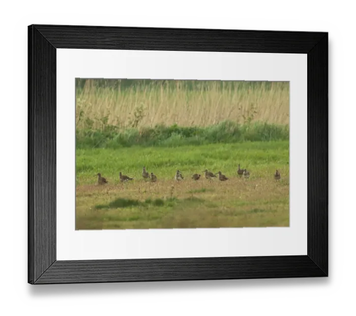 Framed Print : Whimbrel (Numenius phaeopus) flock, migrants foraging in Higher Level Stewardship scheme field, Eccles-on-sea, Norfolk Framed Print : Whimbrel (Numenius phaeopus) flock, migrants foraging in Higher Level Stewardship scheme field, Eccles-on-sea, Norfolk