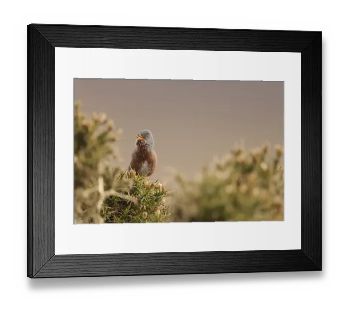 Framed Print : Dartford Warbler (Sylvia undata) adult male, singing, perched on gorse in heathland, North Wales, March Framed Print : Dartford Warbler (Sylvia undata) adult male, singing, perched on gorse in heathland, North Wales, March