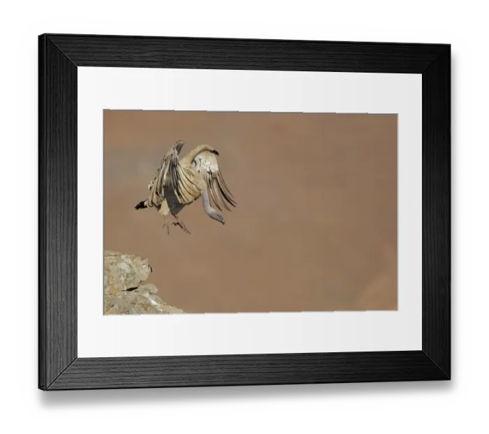Framed Print : Cape Vulture (Gyps coprotheres) adult, in flight, taking off from mountain clifftop, Giants Castle N. P Framed Print : Cape Vulture (Gyps coprotheres) adult, in flight, taking off from mountain clifftop, Giants Castle N. P