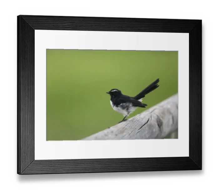 Framed Print : Willie Wagtail (Rhipidura leucophrys) adult, perched on fence, Kangaroo Island, South Australia, Australia, February Framed Print : Willie Wagtail (Rhipidura leucophrys) adult, perched on fence, Kangaroo Island, South Australia, Australia, February