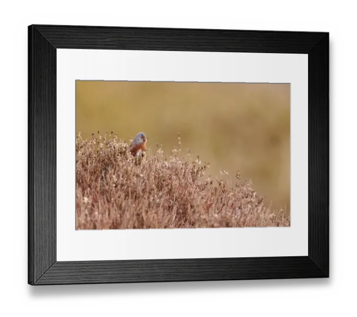 Framed Print : Dartford Warbler (Sylvia undata) adult male, perched on heather in heathland, North Wales, March Framed Print : Dartford Warbler (Sylvia undata) adult male, perched on heather in heathland, North Wales, March