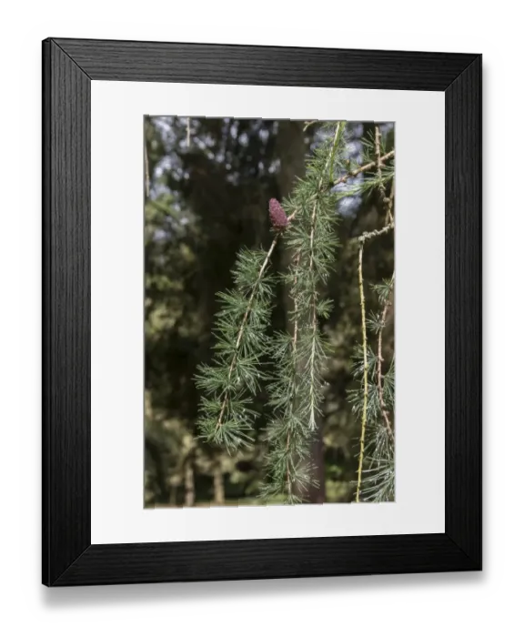 Framed Print : Common Larch with young cone Framed Print : Common Larch with young cone