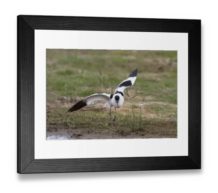 Framed Print : Breeding Avocet with wings raised, distraction display Framed Print : Breeding Avocet with wings raised, distraction display