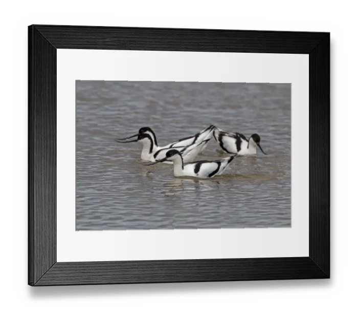 Framed Print : Avocets group display Framed Print : Avocets group display